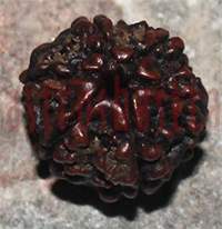 6 mukhi 136- 19mm